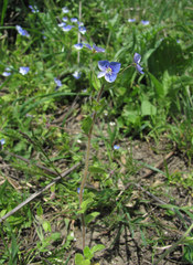 Veronica ceratocarpa