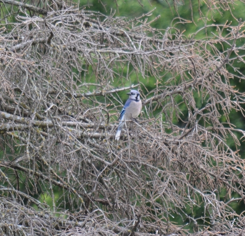 Blue Jay photographed in Kansas