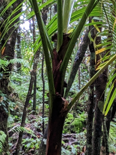 Hyophorbe indica, photograph 4