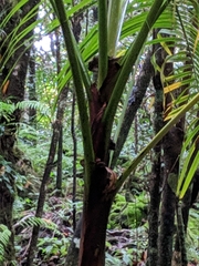 Hyophorbe indica, photograph author not stated, no rights reserved