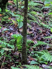 Hyophorbe indica, photograph author not stated, no rights reserved
