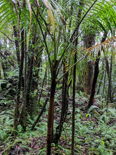 Hyophorbe indica, photograph 6