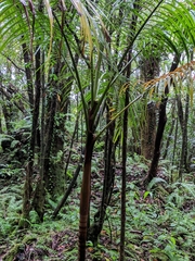 Hyophorbe indica, photograph author not stated, no rights reserved