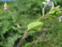 Veronica ceratocarpa