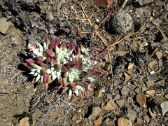 Dudleya albiflora
