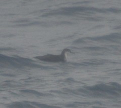 Puffinus lherminieri