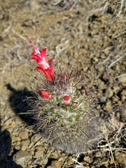 Mammillaria pondii pondii