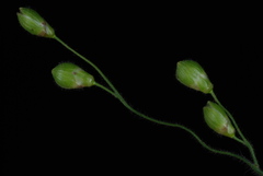 Dichanthelium ravenelii