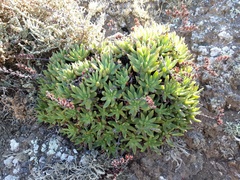 Dudleya albiflora