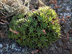 Dudleya albiflora