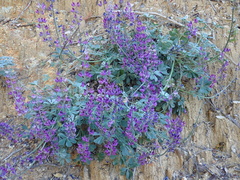 Lupinus sericatus