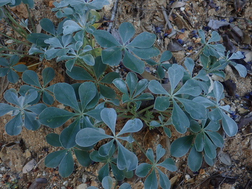 Lupinus sericatus, photograph 1