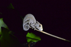 Furcifer