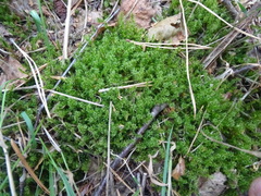 Rhytidiadelphus squarrosus