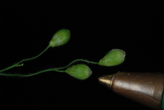 Dichanthelium ravenelii