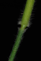 Dichanthelium ravenelii