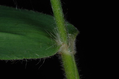 Dichanthelium ravenelii