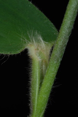 Dichanthelium ravenelii