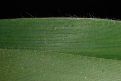 Dichanthelium ravenelii