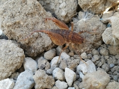 Pristoceuthophilus pacificus