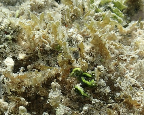 Dictyopteris plagiogramma observed 2025-05-20