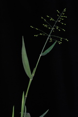 Dichanthelium ravenelii