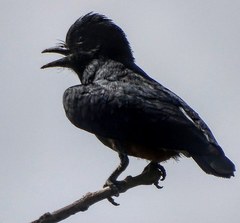 Chelidoptera tenebrosa