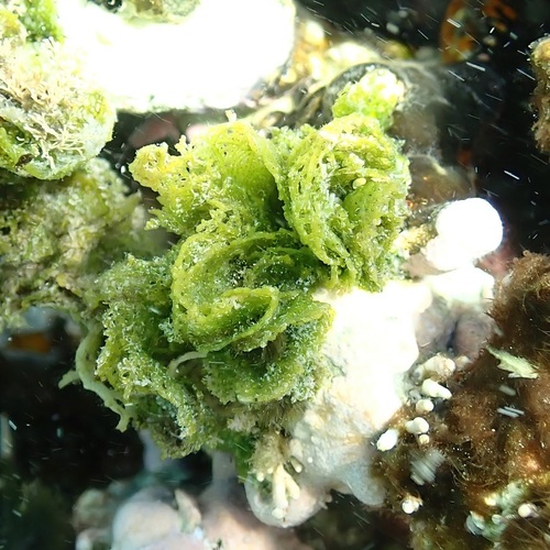 Microdictyon setchellianum observed 2025-05-20