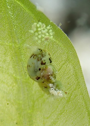 Hiloa variabilis observed 2025-05-20