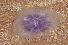 Cyanea lamarckii