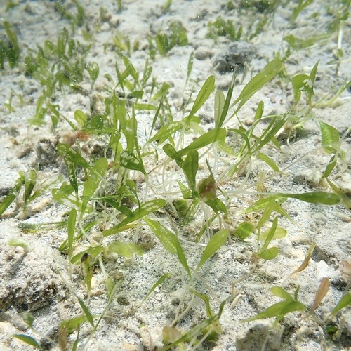 Halophila hawaiiana observed 2025-05-20