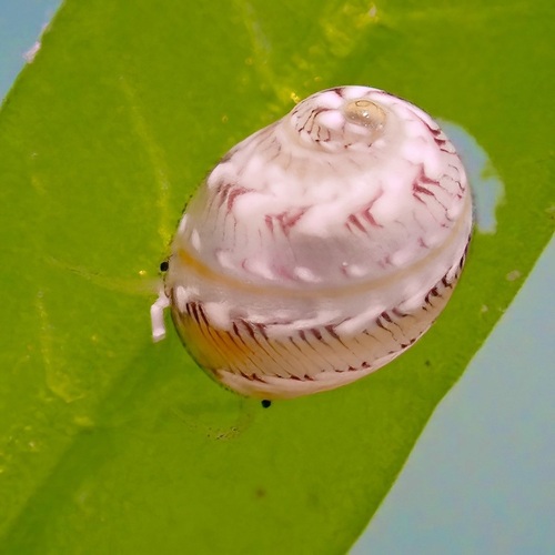 Smaragdia bryanae
