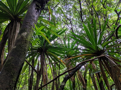 Purple Screw Pine (Pandanus purpurascens)