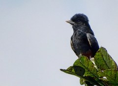 Chelidoptera tenebrosa