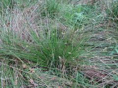 Juncus effusus