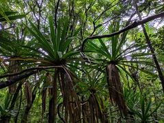 Pandanus purpurascens image