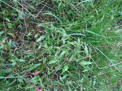 Persicaria hydropiper