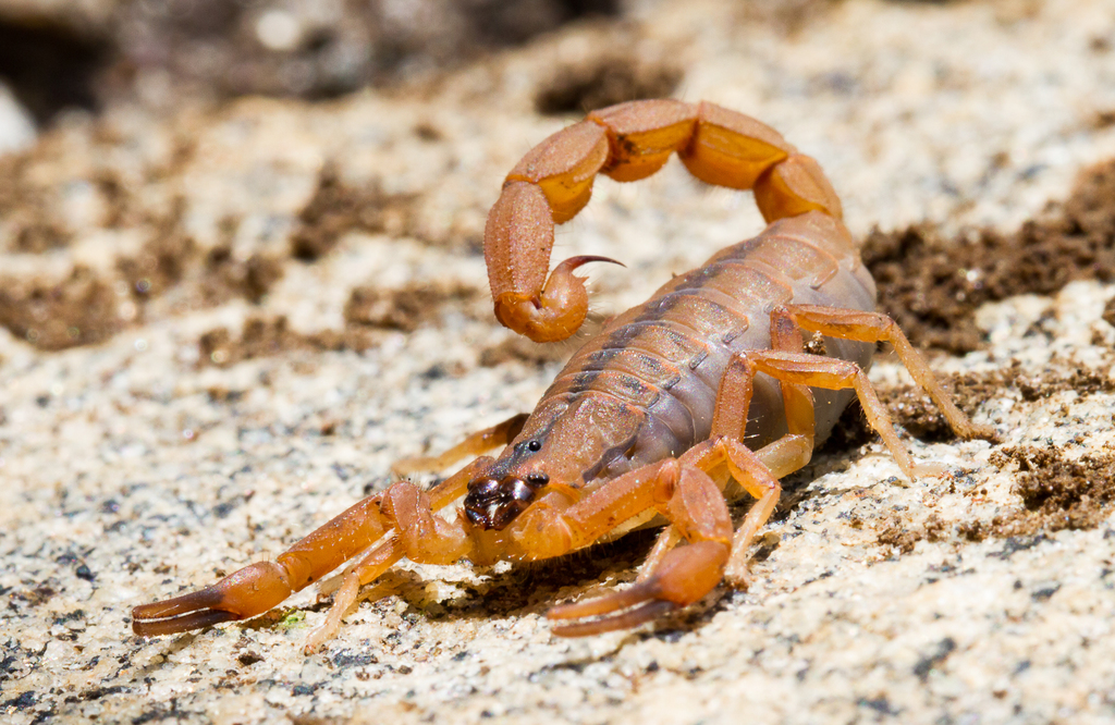 Odonturus
