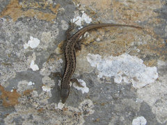 Lacertidae