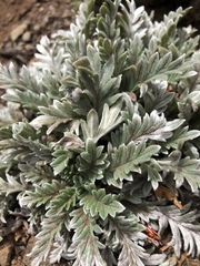 Phacelia sericea sericea