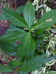 Angiospermae