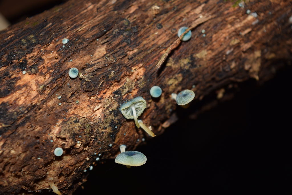 Mycena interrupta · May 2025 · photo: © davidwhyte (iNaturalist, cc-by-sa)
