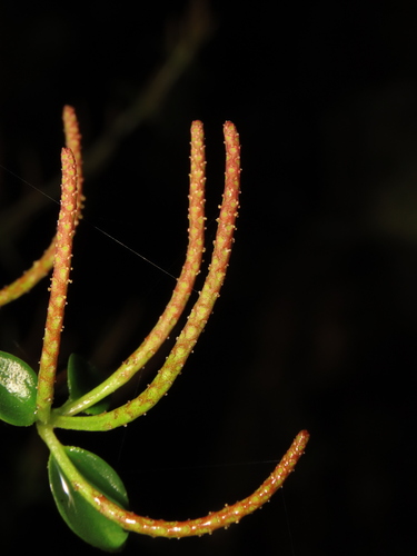 Peperomia fernandeziana (Peperomia fernandeziana)