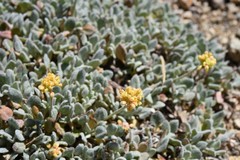 Eriogonum rosense