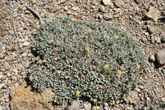Eriogonum rosense