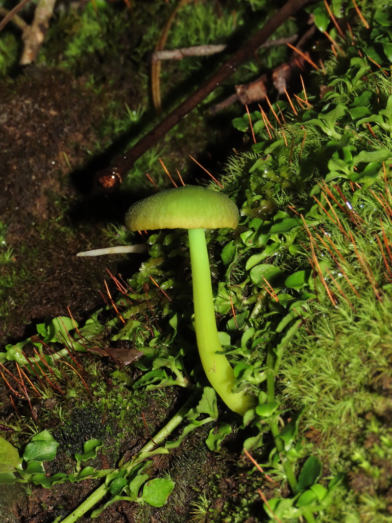 Entoloma necopinatum · April 2025 · photo: © nico_lavandero (iNaturalist, cc-by)