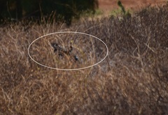 Geococcyx californianus