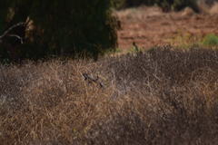 Geococcyx californianus