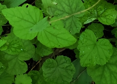 Tiarella stolonifera