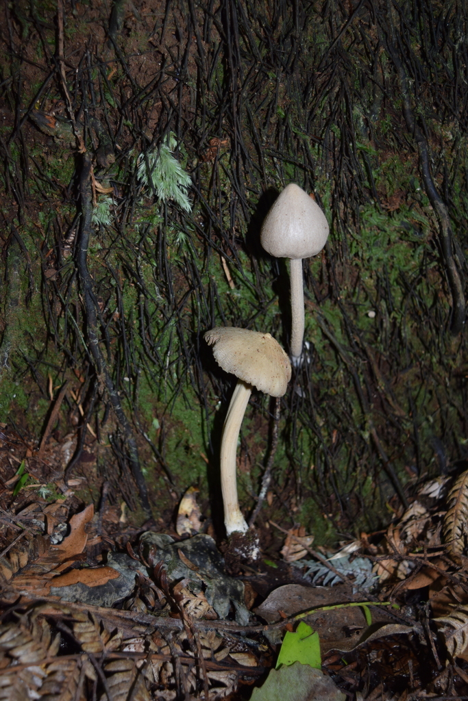 Entoloma canoconicum · May 2025 · photo: © davidwhyte (iNaturalist, cc-by-sa)